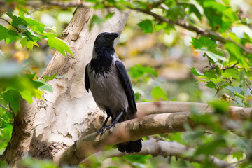 Crow posing on a tree