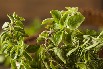 Raw Green Organic Oregano