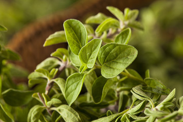 Raw Green Organic Oregano