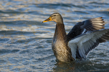 Mallard Duck on the Water with Outstretched Wings