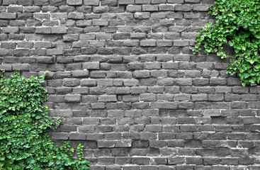 Old brick wall covered in ivy - obrazy, fototapety, plakaty