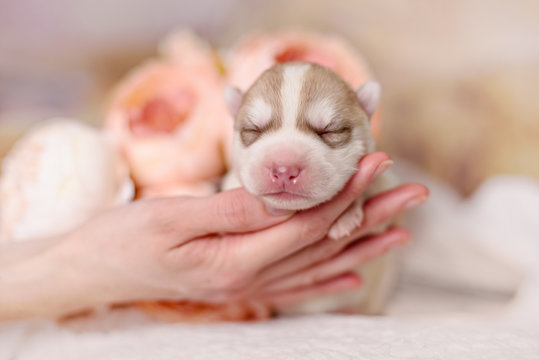 Newborn pups siberian husky with a vintage tone added