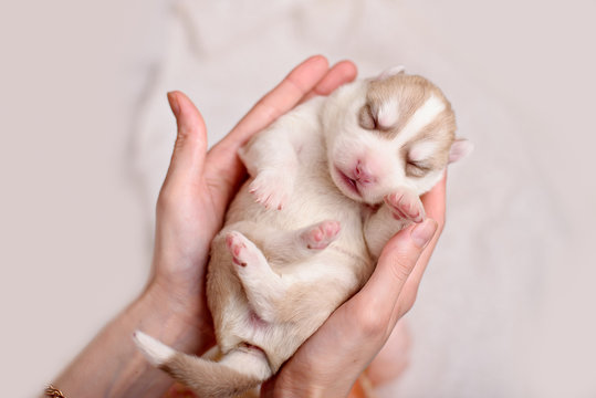 Newborn pups siberian husky with a vintage tone added