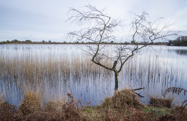 bare tree in lake with reed reflections