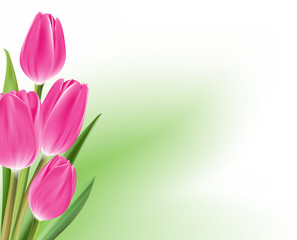 Realistic Colorful Tulips in Isolated Background