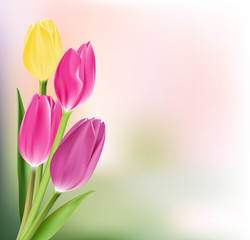 Fototapeta premium Realistic Colorful Tulips in Isolated Background