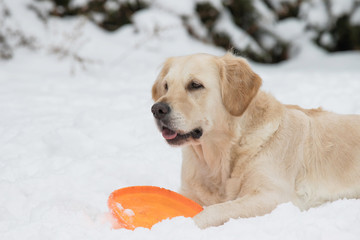 Golden Retriever with orange frisbee on the snow