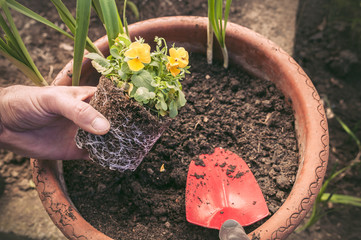 Hands planting little flowers in a pot