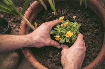 Hands planting little flowers in a pot - 77764206
