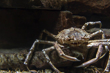Atlantische Seespinne