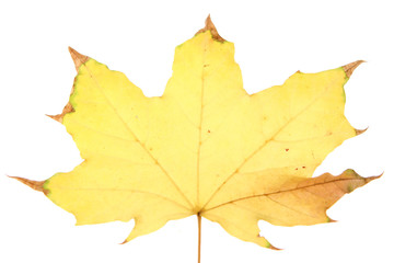 yellow maple leaf