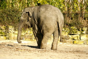 Jonge Aziatische olifant zet billen op de voorgrond. - obrazy, fototapety, plakaty