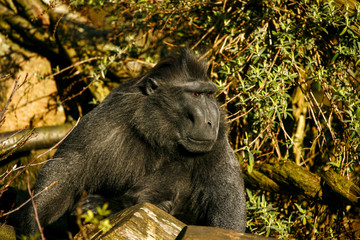 Kuifmakaak in de stuik.