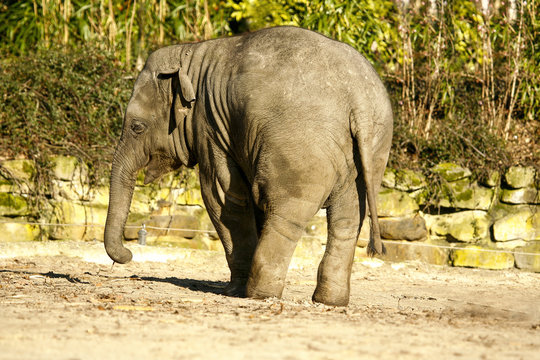 Jonge Aziatische olifant zet billen op de voorgrond.