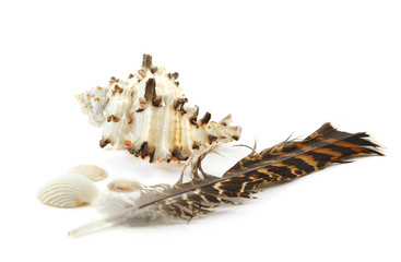 Big shell, three small shells and feather