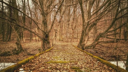 Obraz premium Old bridge in the forest