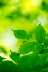green leaves background