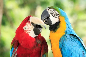 Fotobehang Papegaai papegaaien