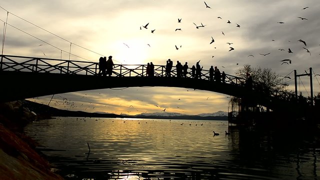 martıların coşkusu