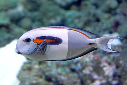 Orangespot surgeonfish (acanthurus olivaceus)