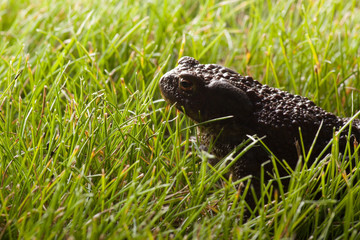 frog sitting on green grass
