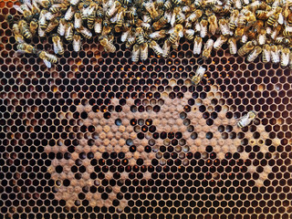 Bees on honeycomb with honey