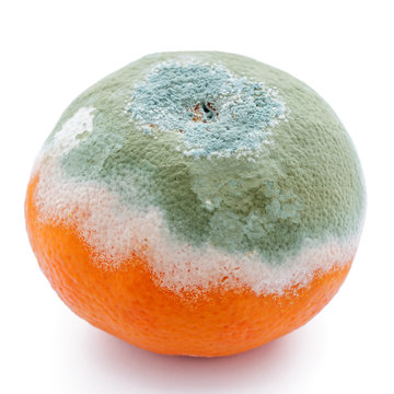 Schimmel befallene Clementine