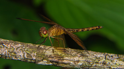 Macro of Dragonfly