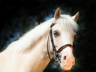 portrait of  beautiful palomino welsh pony