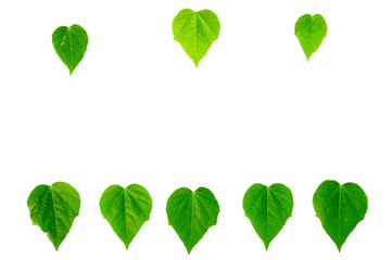 Heart shape leaf background
