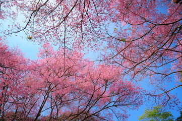Spring Pink Cherry Blossoms
