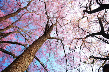 Spring Pink Cherry Blossoms