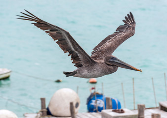 Pelican in flight