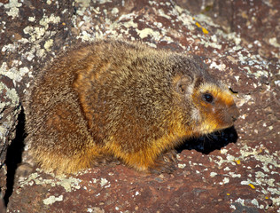 Yellow Bellied Marmot close up profile