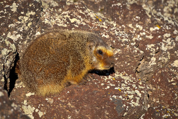 Yellow Bellied Marmot seems bored!