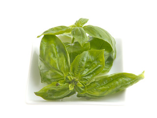 バジル　バジリコ　 Basil