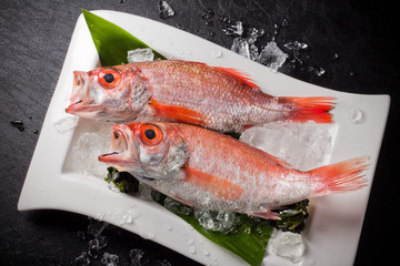 アカウオ　Beryx splendens Red snapper
