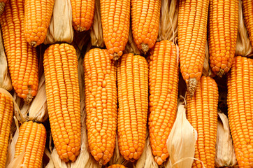 Fototapeta na wymiar corn food