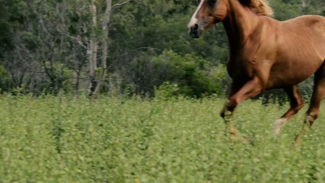 Horses galloping in the outback