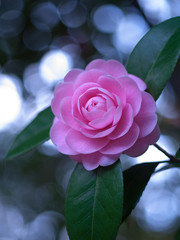 Camellia