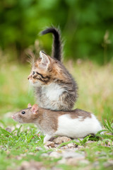 Little tabby kitten with a rat outdoors