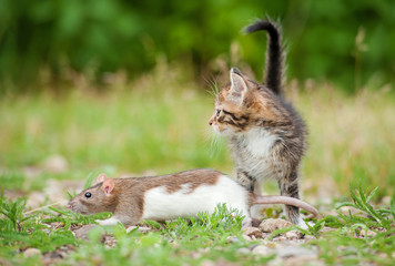 Little tabby kitten with a rat outdoors