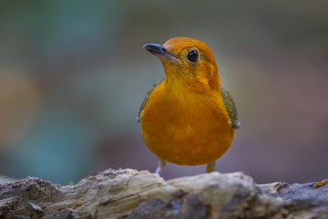 Orange-headed Thrush (Zoothera citrina)