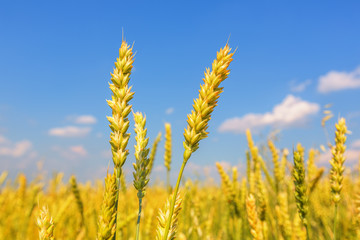 Obraz premium Wheat ears