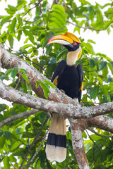 Portrait close up of female Great hornbill (Buceros bicornis)