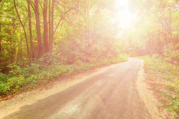 Old road in forest illuminated by the sunbeams