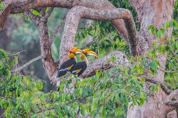 Couple of  Great hornbill (Buceros bicornis) in nature © kajornyot