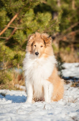 Fototapeta na wymiar Rough collie puppy sitting on the snow