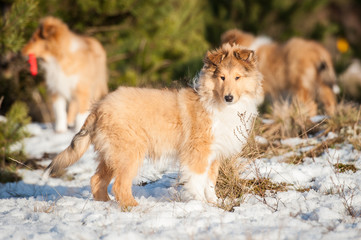 Fototapeta na wymiar Rough collie puppy walking in the park in winter