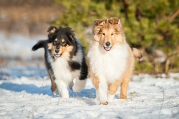 Two rough collie puppies running in winter